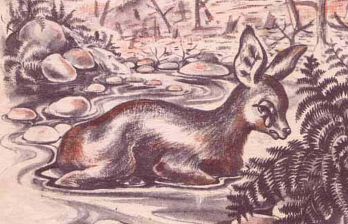 Bokkie resting beside a stream